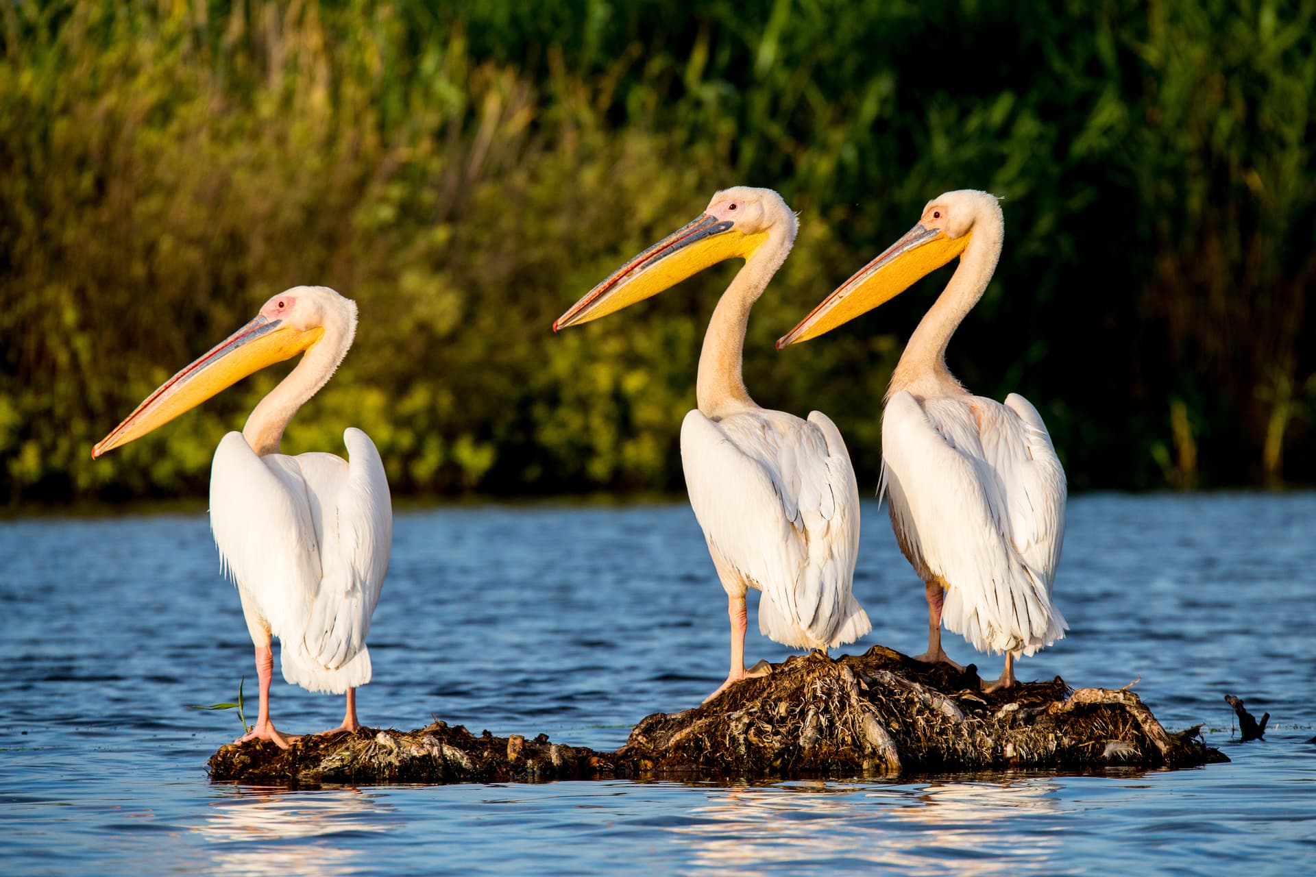 Three Great White Pelicans standing on debris in water, Danube Delta, Romania.